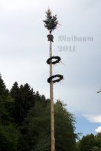 maibaum_2011.jpg