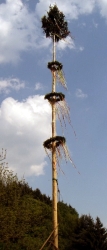 maibaum_2007.jpg